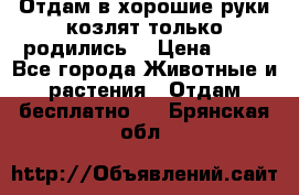 Отдам в хорошие руки козлят.только родились. › Цена ­ 20 - Все города Животные и растения » Отдам бесплатно   . Брянская обл.